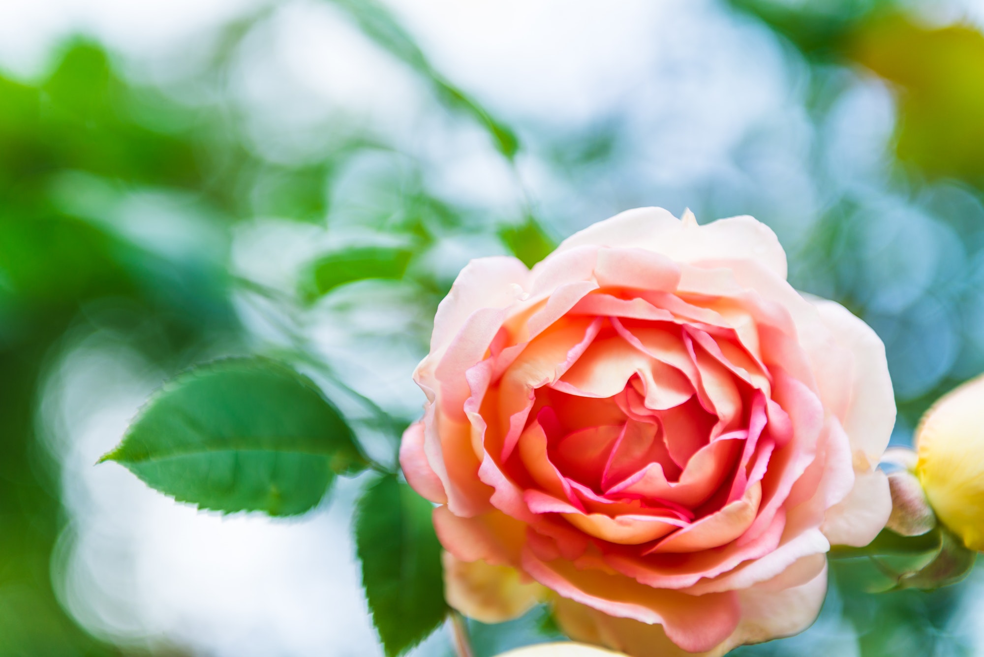 Beautiful Garden Rose in the Garden