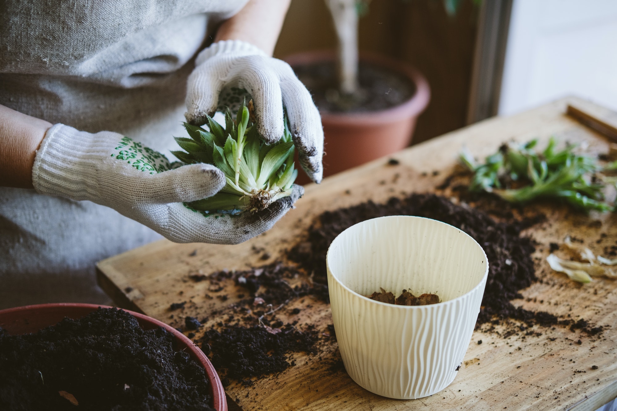 Home garden. How to Transplant Repot a Succulent, propagating succulents. Woman gardeners hand