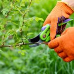 Spring pruning roses in the garden, gardener's hands with secate